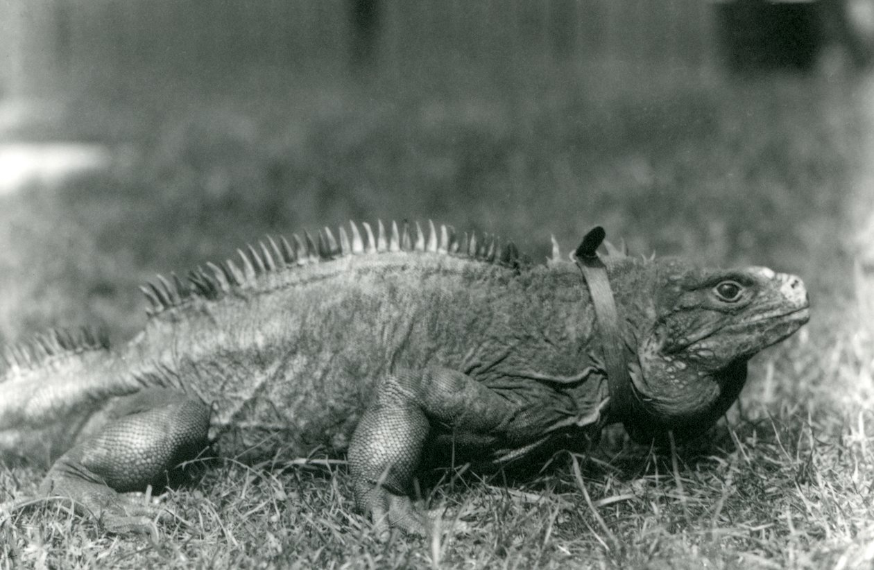En molnig stenleguan, iklädd krage, går på en gräsmatta på London Zoo, juli 1924 av Frederick William Bond