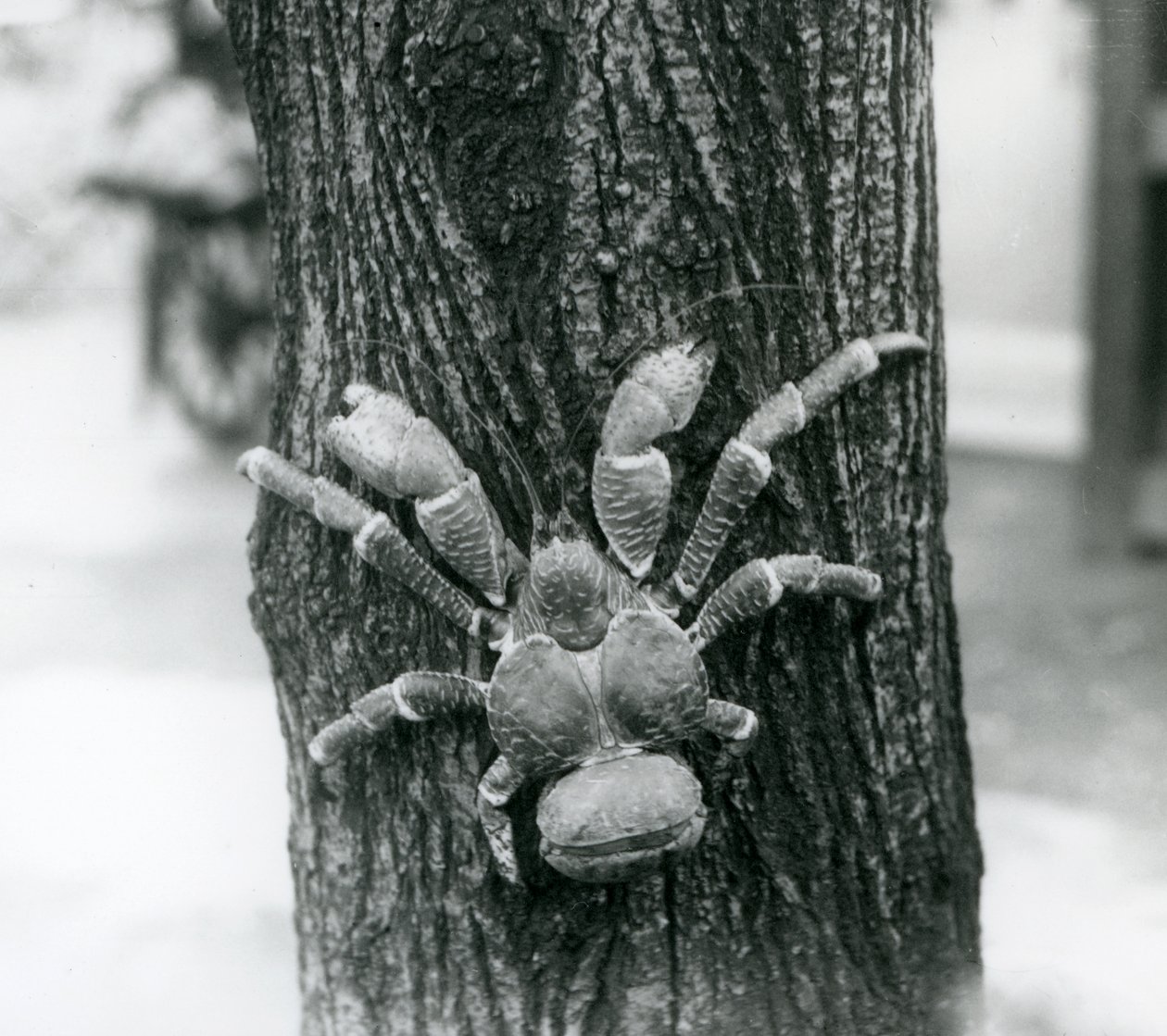 En CoconutRobber-krabba klättrar i ett träd, London Zoo, 1927 av Frederick William Bond