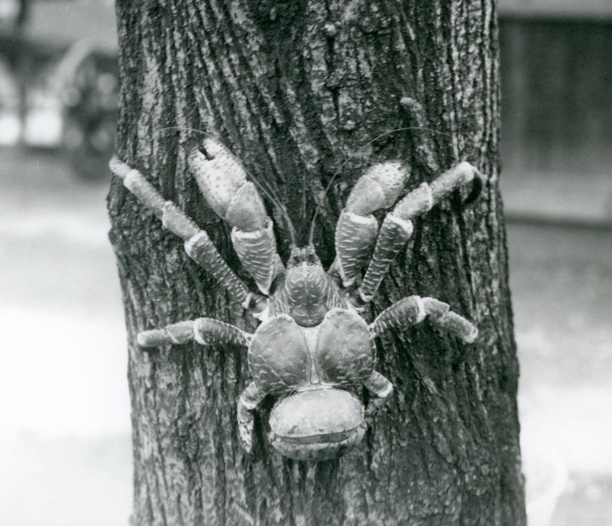 En kokosnötskrabba, eller rånarkrabba, klättrar i ett träd, London Zoo, juli 1927 av Frederick William Bond