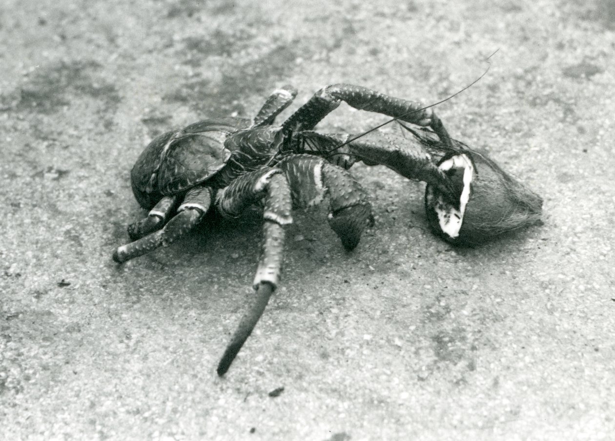 En kokosnöt, eller rånarkrabba, livnär sig på kokosnöt, London Zoo, juli 1927 av Frederick William Bond