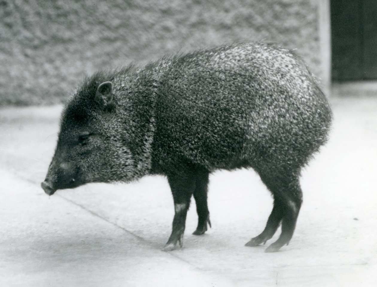 A Collared Peccary på London Zoo, 1927 av Frederick William Bond