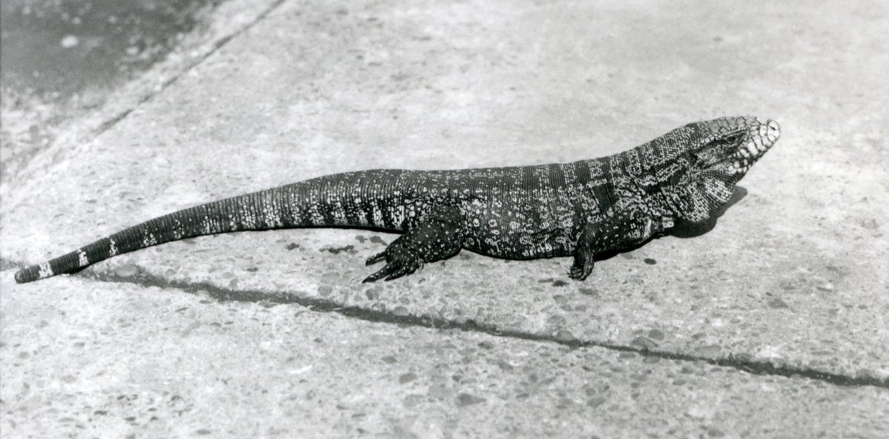 En CommonGoldGoldenBlackColumbian Tegu eller Tiger Lizard på London Zoo i augusti 1926 av Frederick William Bond