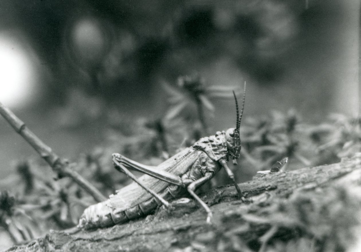 A Common Milkweed Locust på London Zoo, maj 1927 av Frederick William Bond