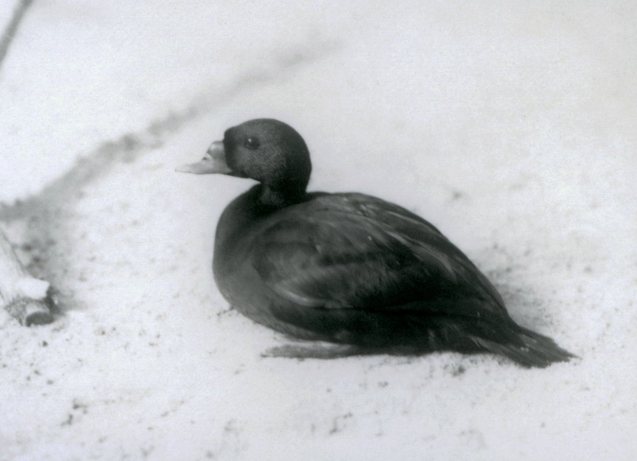 En skotare på London Zoo 1925 av Frederick William Bond