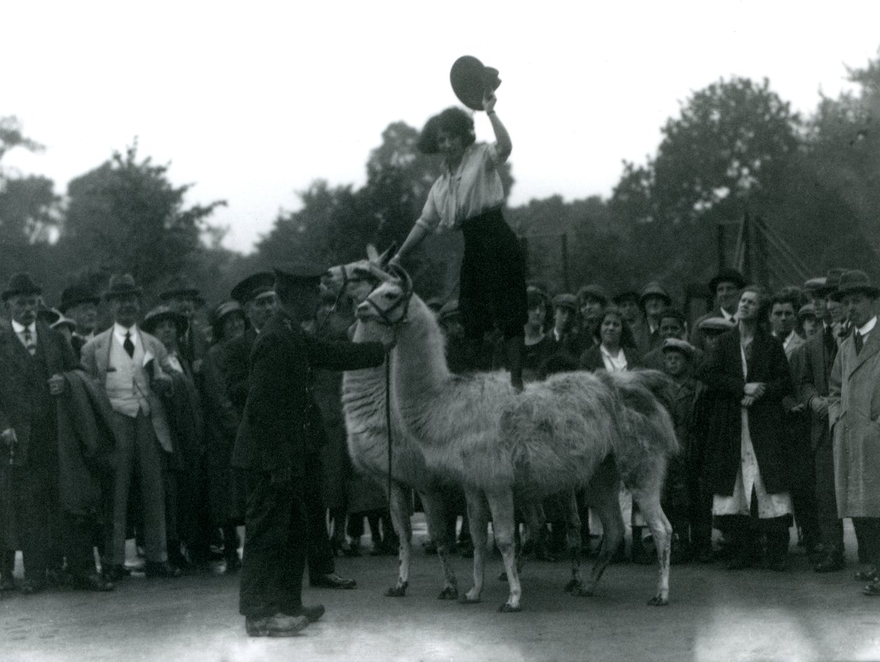 En Cowgirl står på två lamor under ett besök på London Zoo 1924 av Frederick William Bond