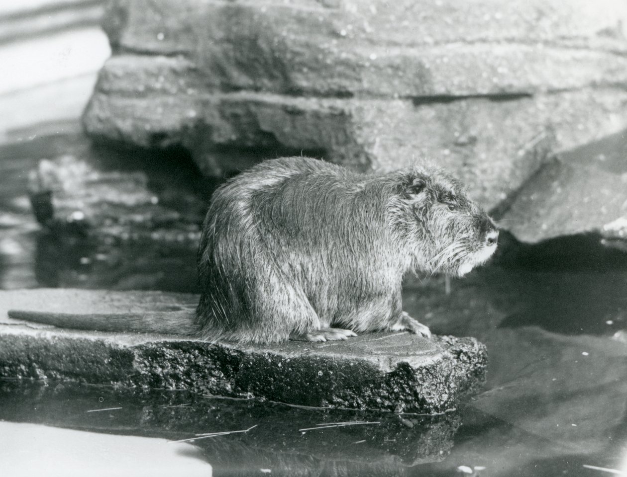 En Coypu sitter på en stenig avsats i en pool i dess inhägnad vid London Zoo, februari 1928 (s/v foto) av Frederick William Bond