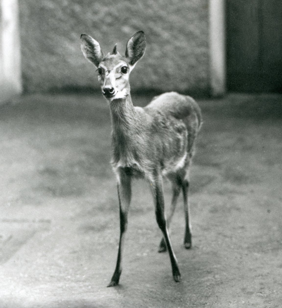 En Crowned Sahel West African Bush Duiker på London Zoo i augusti 1927 av Frederick William Bond
