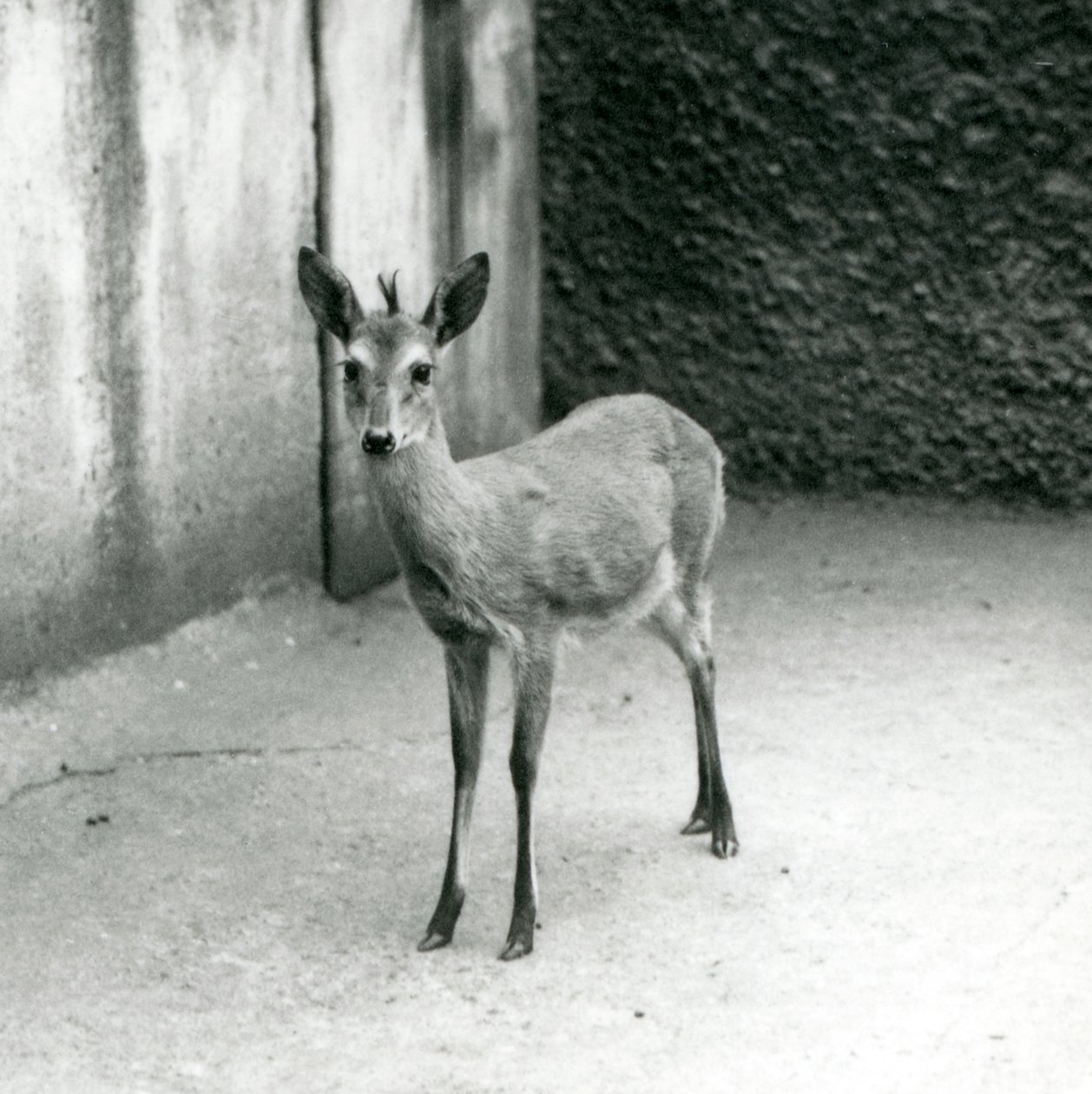 En Crowned Sahel West African Bush Duiker på London Zoo i augusti 1927 av Frederick William Bond