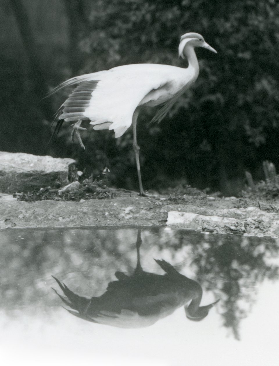 En Demoiselle Crane stående, på ett ben, med sin spegelliknande reflektion i poolen nedanför, London Zoo av Frederick William Bond