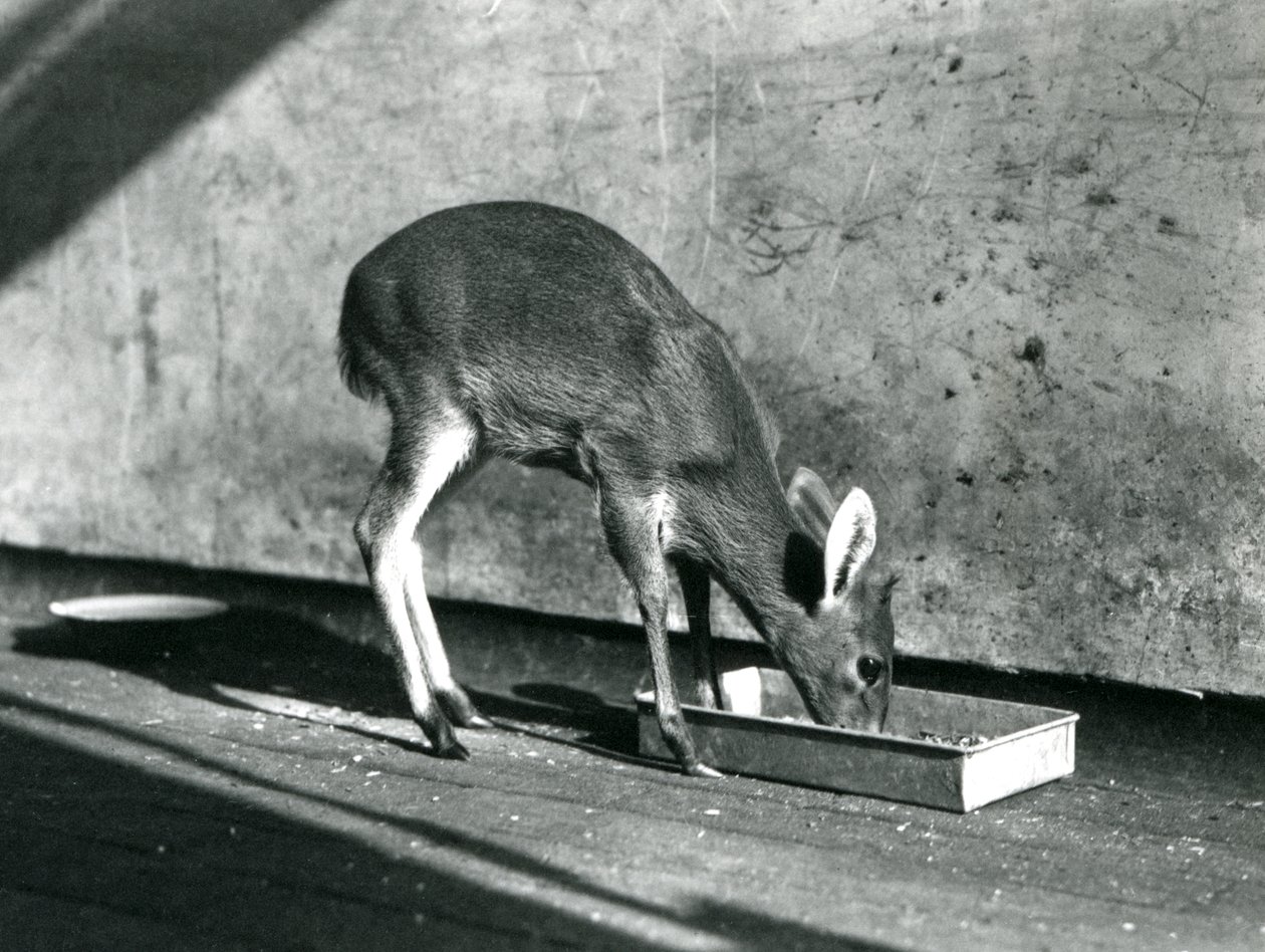 En Duiker som matar från en bricka på marken, London Zoo, juli 1925 av Frederick William Bond