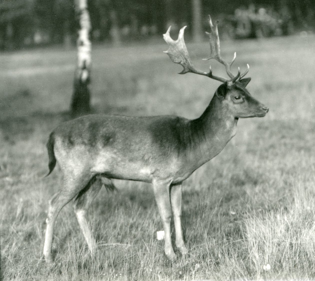En dovhjortsbock på London Zoo i oktober 1924 av Frederick William Bond
