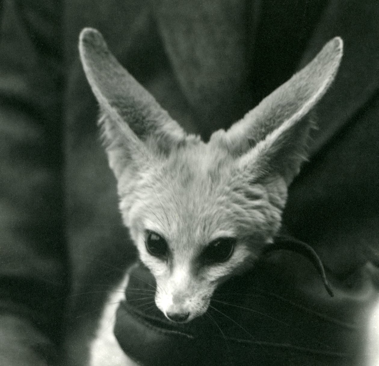 En Fennec Fox hålls runt halsen av en handskar, 1924 av Frederick William Bond