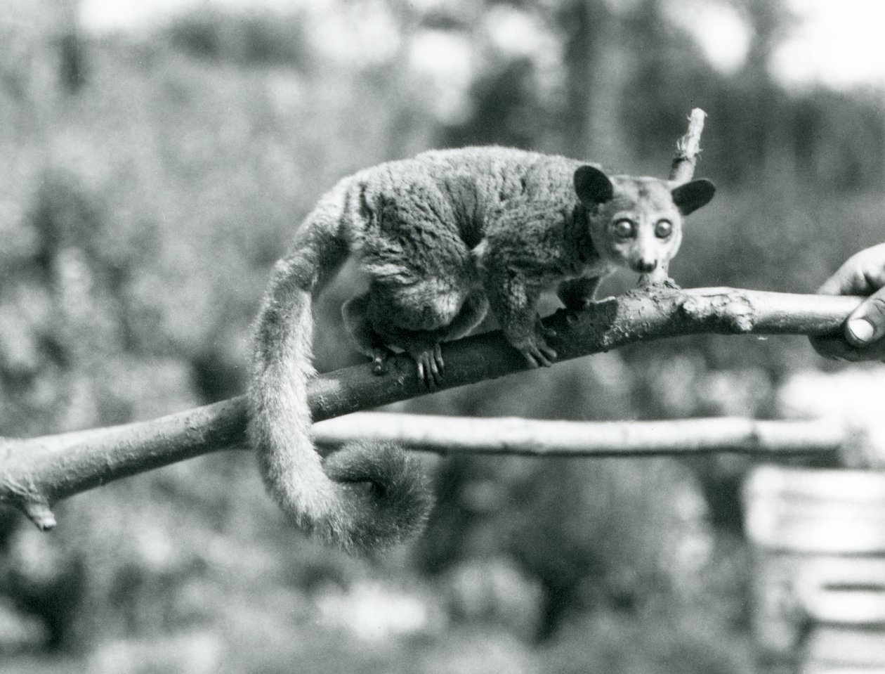 En Galago som går längs en gren som hålls av en djurhållare, London Zoo av Frederick William Bond