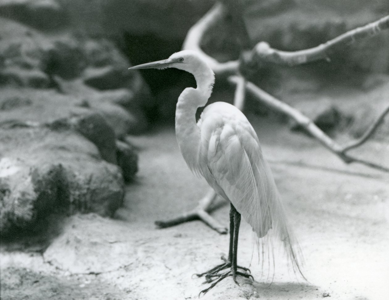 En Hägrar eller Great White Heron i häckande fjäderdräkt, stående på golvet i sin inhägnad vid London Zoo i juni 1928 av Frederick William Bond