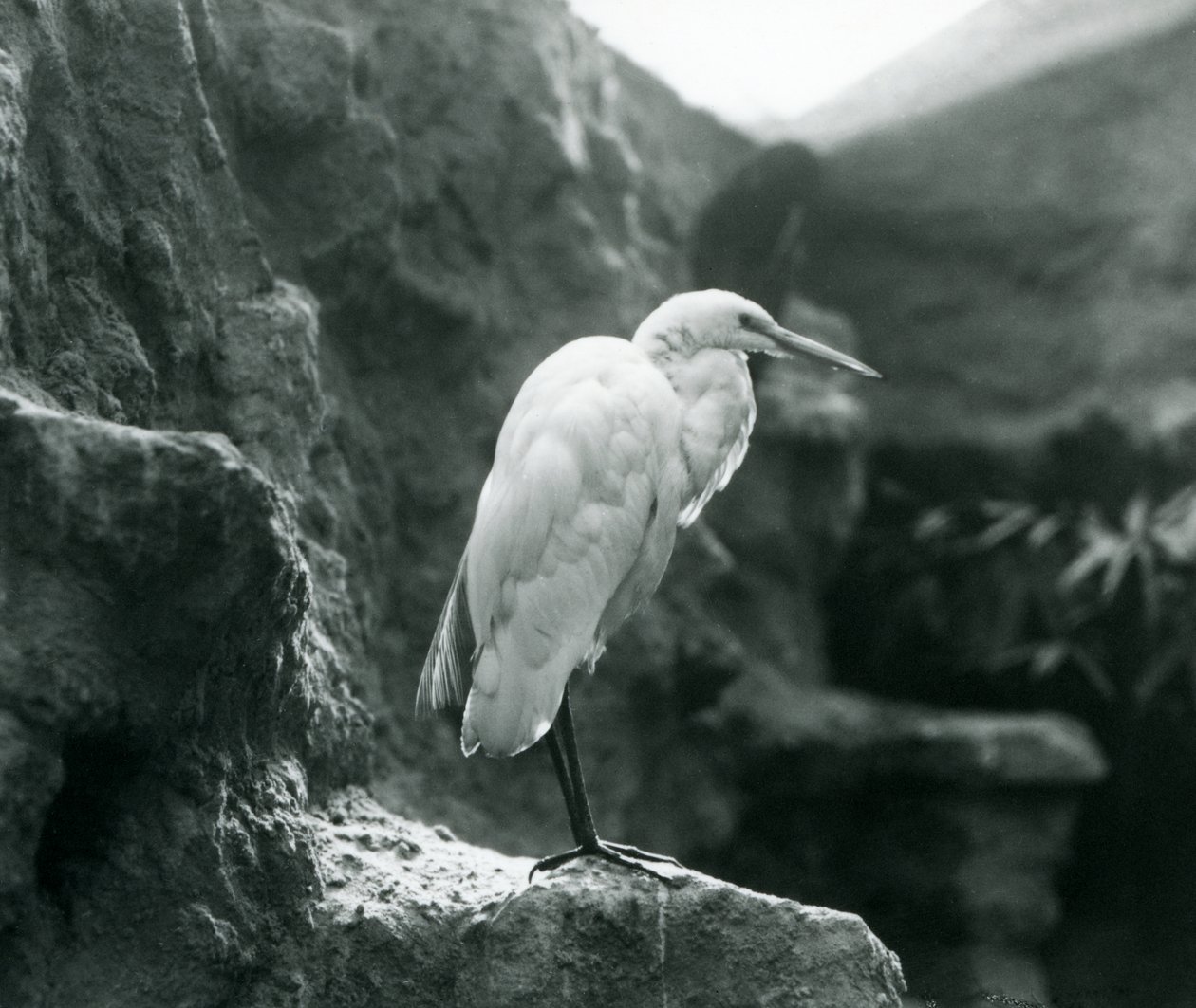 En Great Common Egret eller Great White Heron som står på en sten på London Zoo i september 1927 av Frederick William Bond
