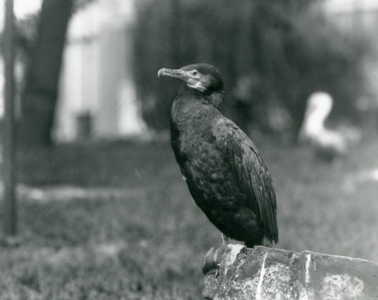 En storskarv på London Zoo i september 1927 av Frederick William Bond