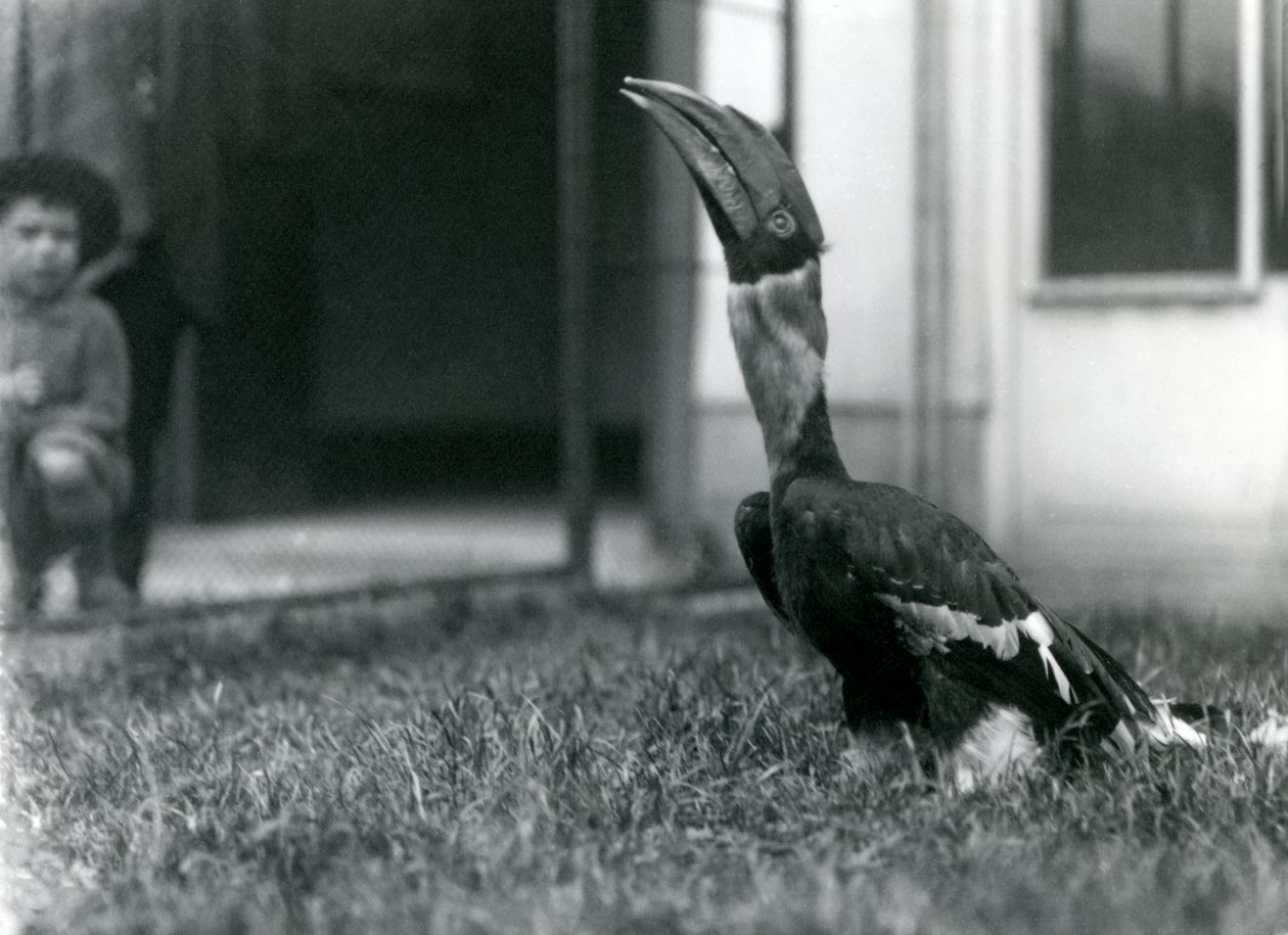 En näshornsfågel tittar uppåt medan han står på gräset i sin voljär, medan en liten pojke tittar på i bakgrunden, London Zoo, 1924 av Frederick William Bond