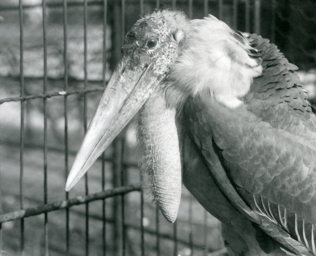 A Greater Adjutant Stork på London Zoo i juli 1925 av Frederick William Bond