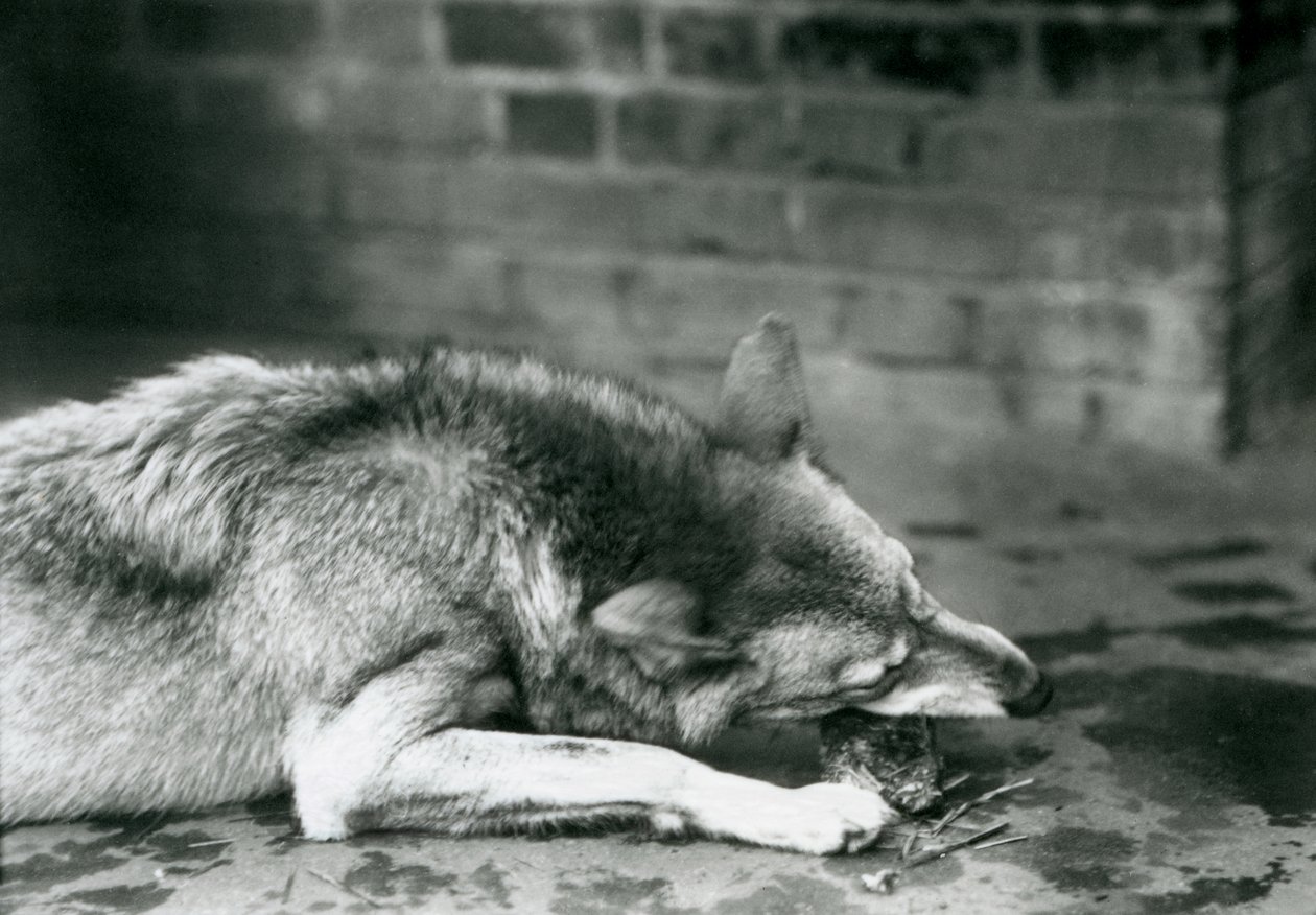 En GreyTimber Wolf ligger ner för att äta på London Zoo 1927 av Frederick William Bond
