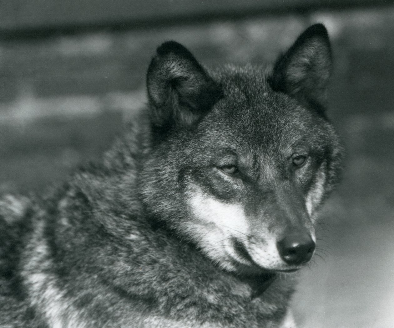 En grå varg på London Zoo, 1925 av Frederick William Bond
