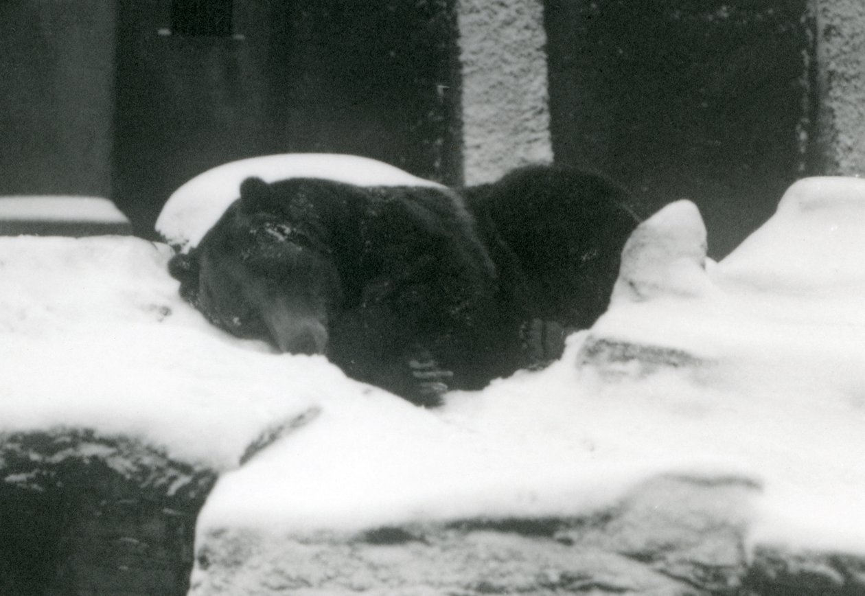 En grizzlybjörn som sover i snön, London Zoo, 1924 av Frederick William Bond