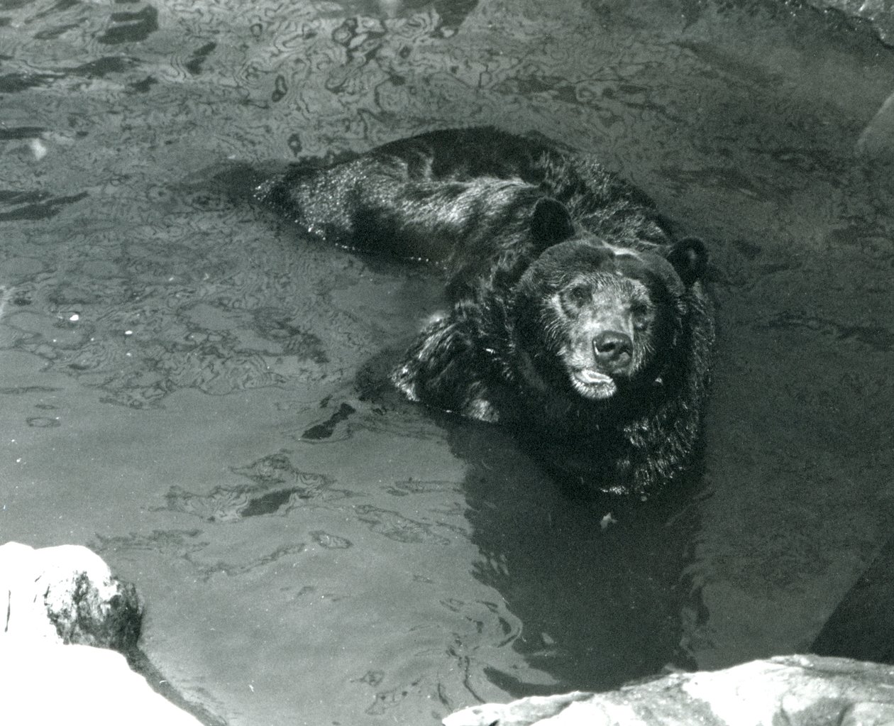 En Grizzly Bear badar i sin pool på London Zoo 1924 av Frederick William Bond