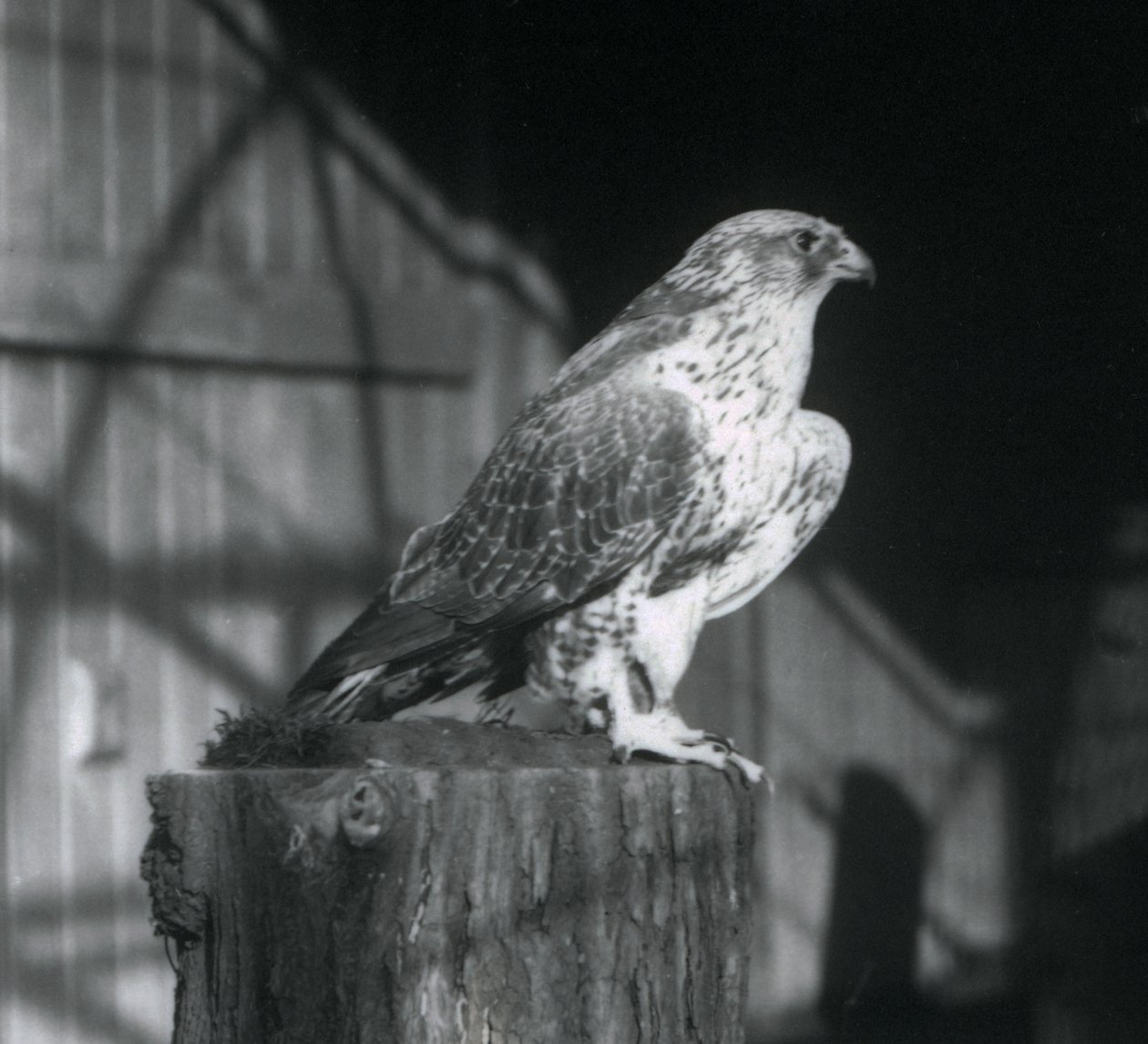 En Gyrfalcon vilande på en stock, London Zoo, december 1925 av Frederick William Bond