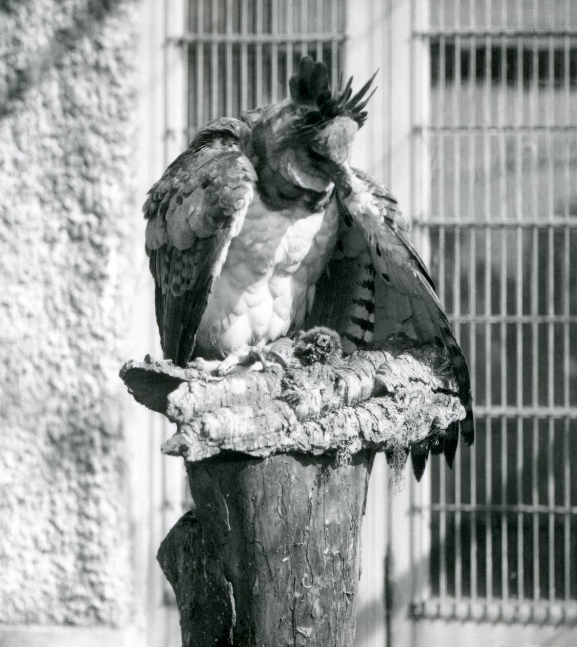 En Harpy Eagle på London Zoo, april 1914 av Frederick William Bond