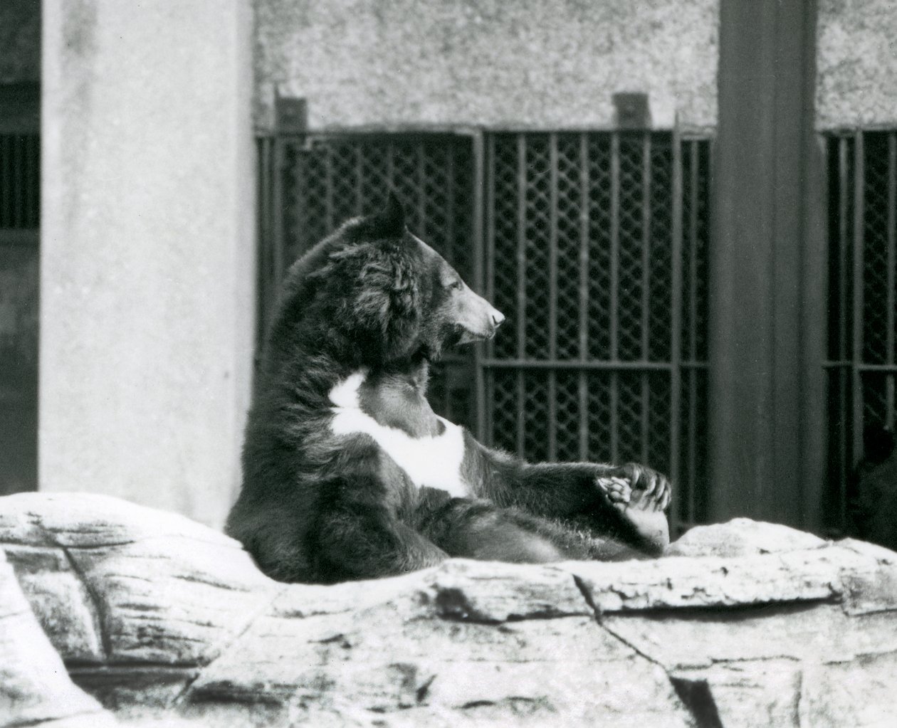 En svartbjörn från Himalaya som sitter tillbaka på klipporna och håller tårna, London Zoo av Frederick William Bond