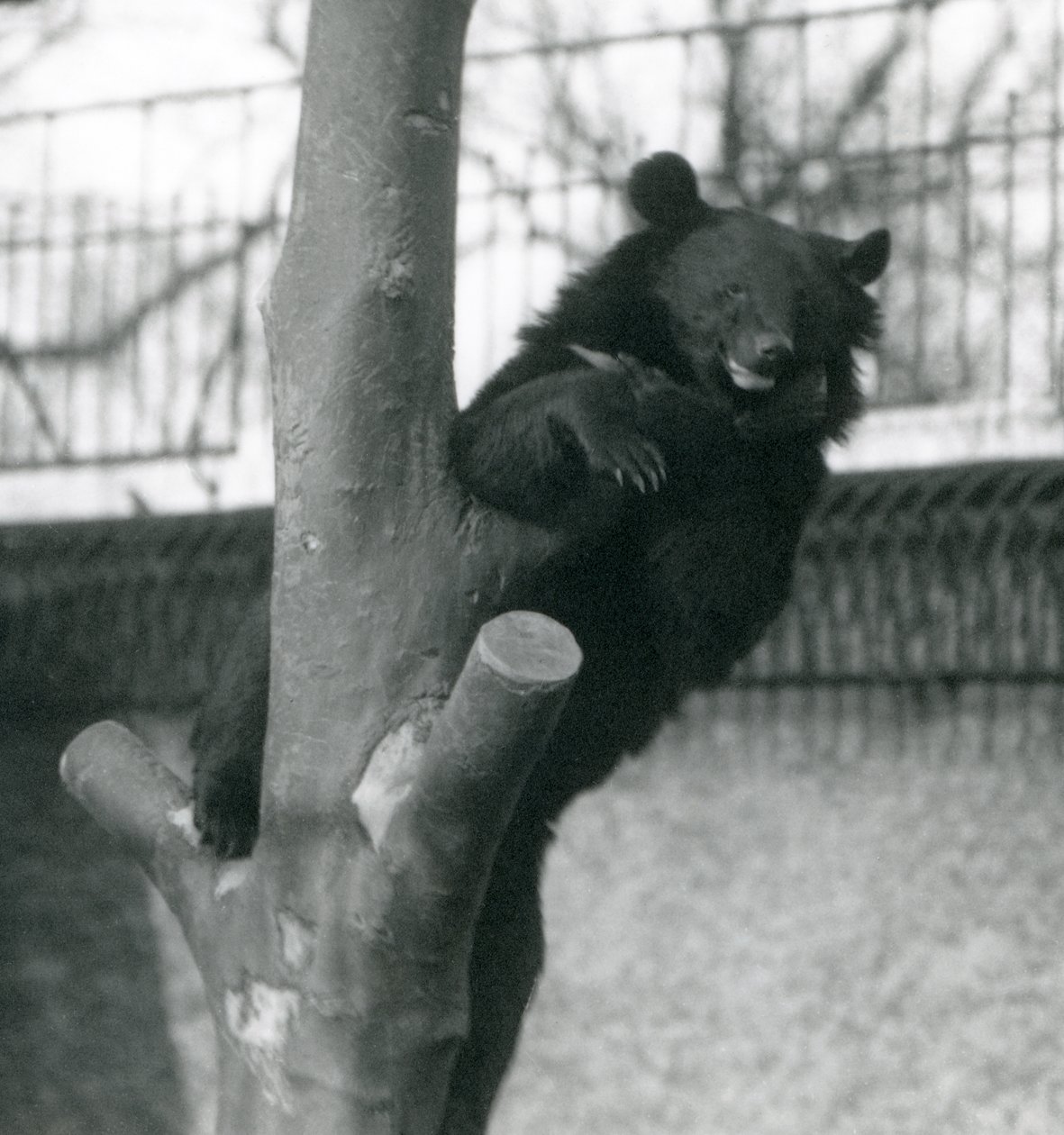 En brun Himalayabjörn Isabelline Bear Dzu-Teh i ett träd på London Zoo 1925 av Frederick William Bond