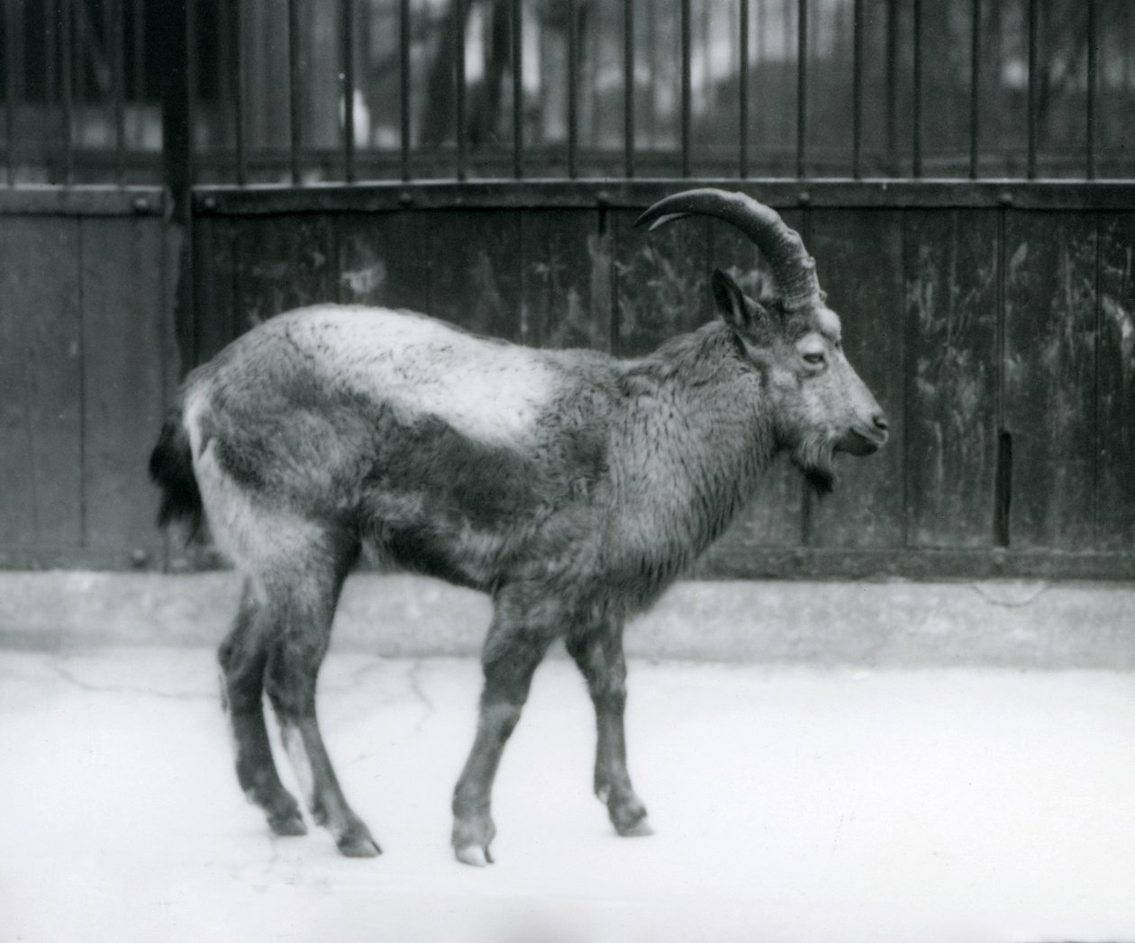 En stenbock från Himalaya som står på London Zoo, 1927 av Frederick William Bond