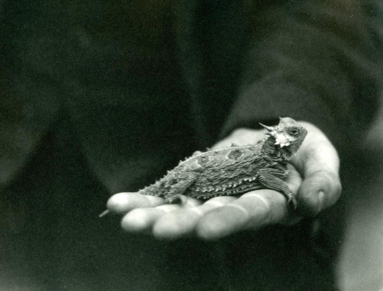 En hornödla vilar i sin vårdnadshavares hand, London Zoo, april 1923 (svart foto). av Frederick William Bond