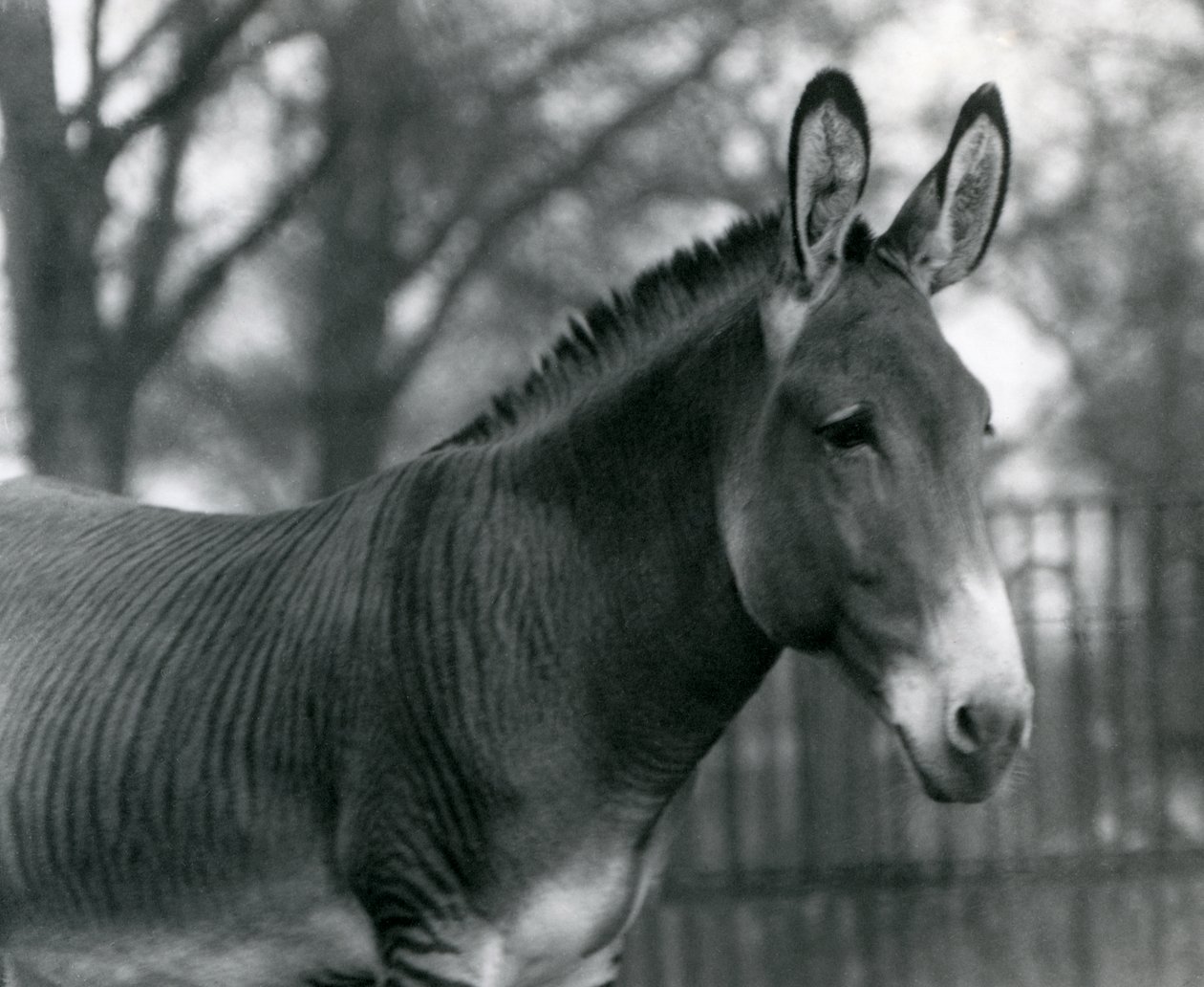 En hybridzebra på London Zoo i juli 1924 av Frederick William Bond
