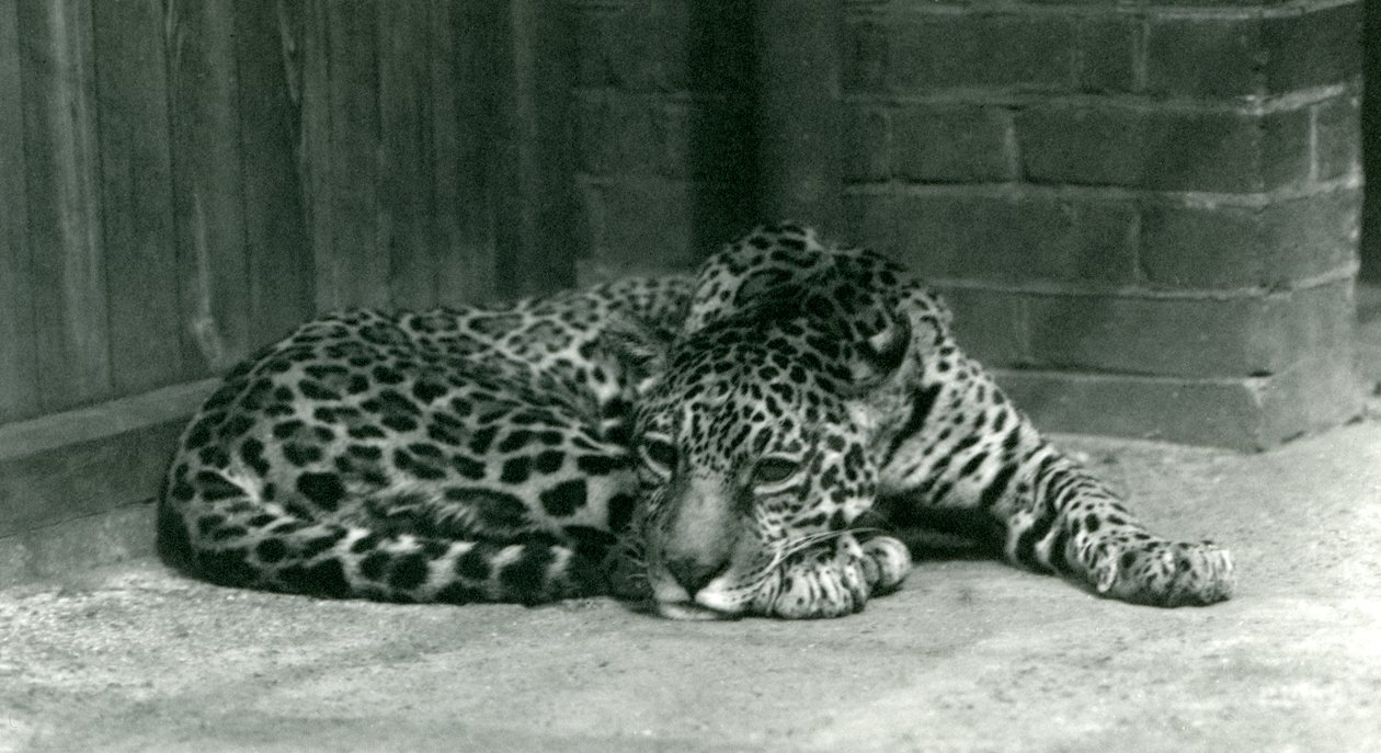 En Jaguar vilar på London Zoo i juni 1924 av Frederick William Bond
