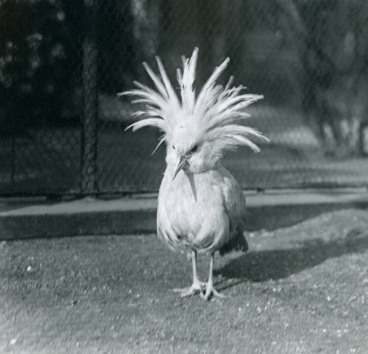 En Kagu eller Cagu som visar sina krönfjädrar på London Zoo, juni 1921 av Frederick William Bond