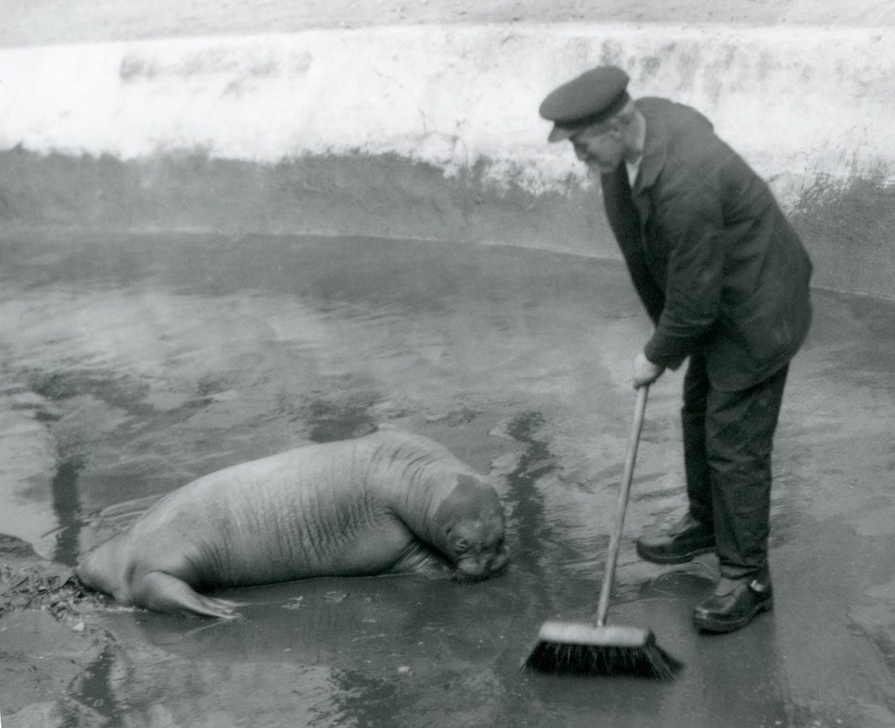 A Keeper sopar Walruspoolen, London Zoo, augusti 1924 av Frederick William Bond