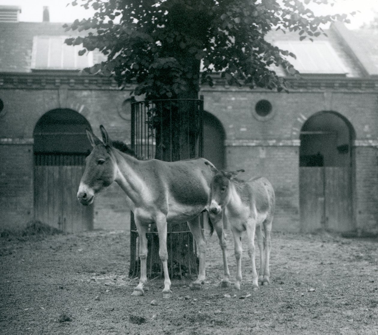 En KiangTibetan Wild AssKhyangGorkhar och hennes föl står under ett träd i deras hage, London Zoo, augusti 1927 av Frederick William Bond