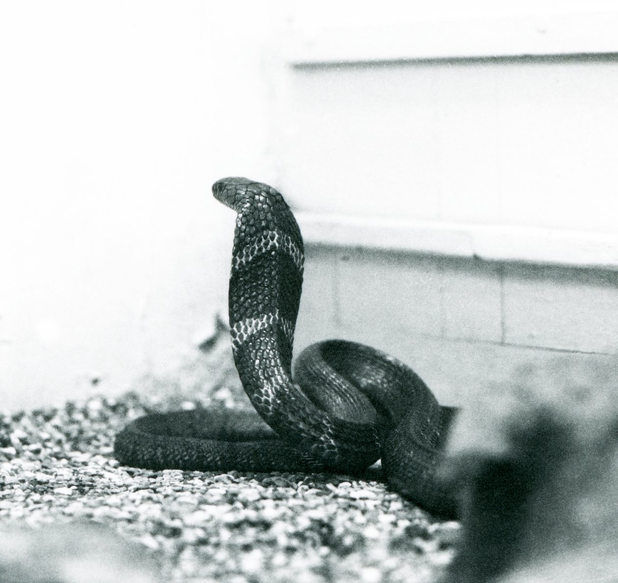 A King Cobra Hamadryad på London Zoo, oktober 1925 av Frederick William Bond