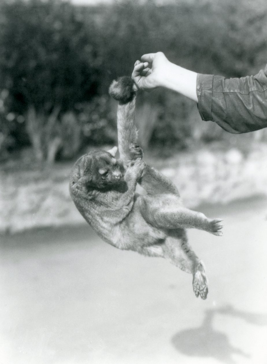 En Kinkajou upphängd från ett målvaktsfinger i sin gripsvans, London Zoo, september 1925 av Frederick William Bond