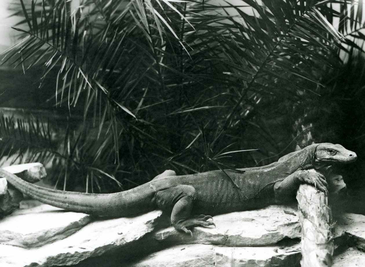 En Komodo DragonMonitor vilar sin nacke och framben mot en stock på London Zoo i juni 1927 av Frederick William Bond