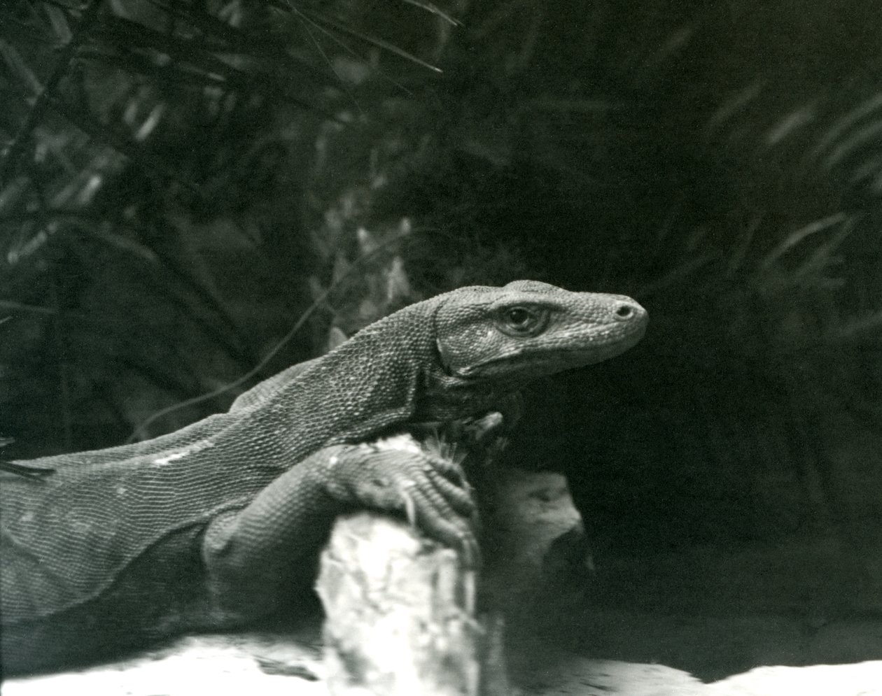 En Komodo DragonMonitor vilar sin nacke och framben mot en stock på London Zoo i juni 1927 av Frederick William Bond