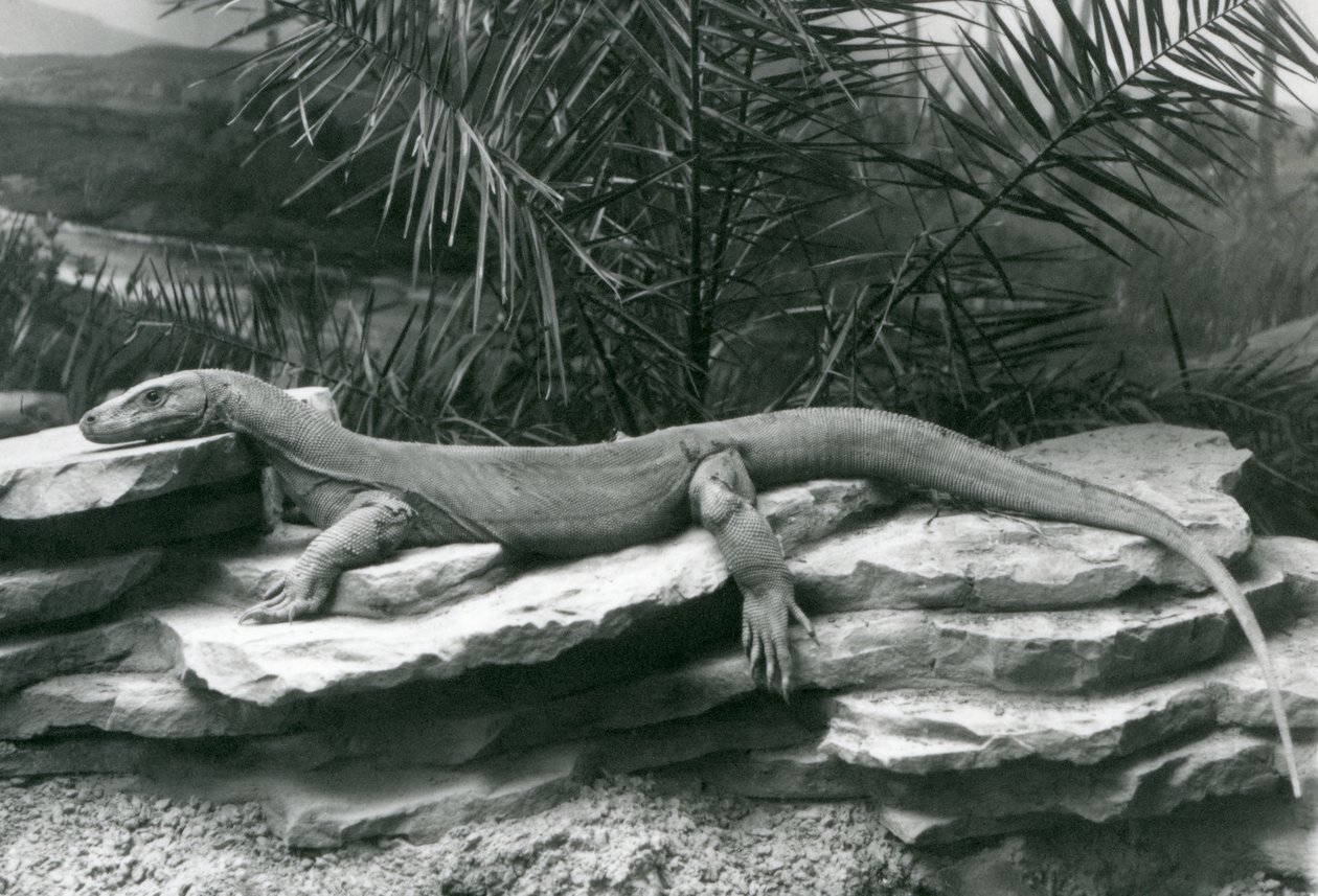 En Komodo Dragon Monitor vilande på en stenig vägg på London Zoo 1927 av Frederick William Bond