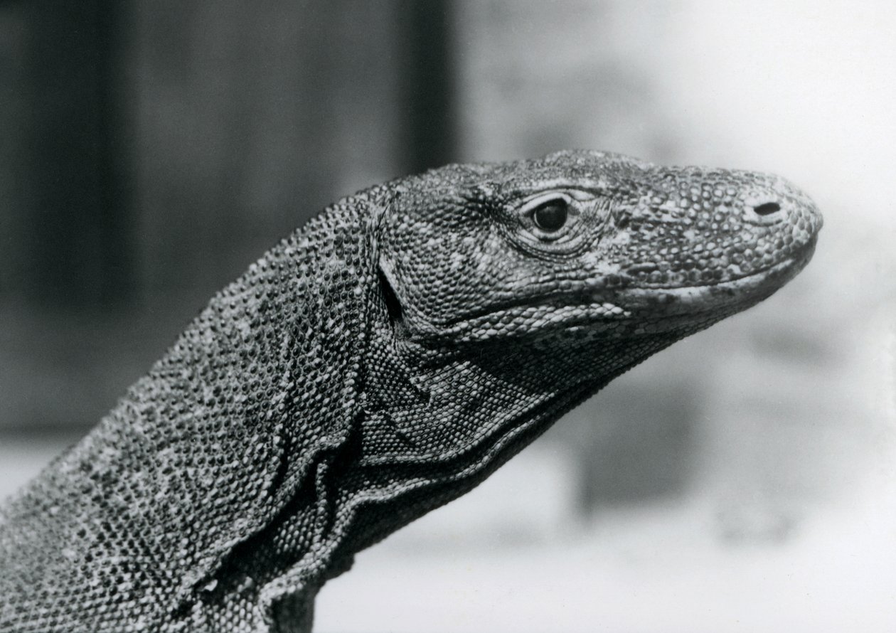 En komododrake på London Zoo i augusti 1928 (s/v foto) av Frederick William Bond