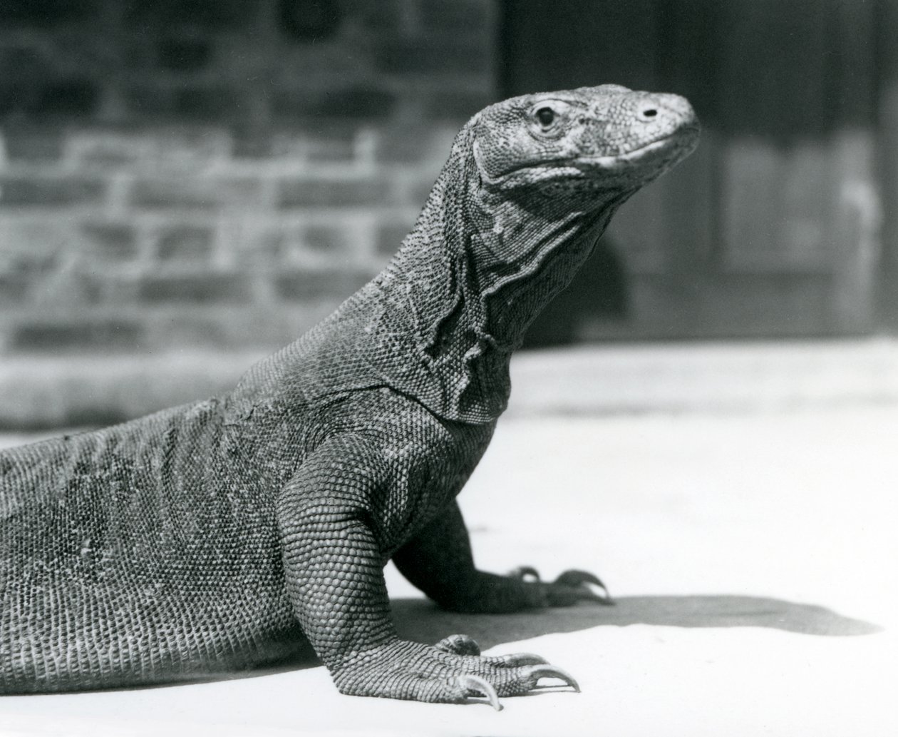 En komododrake på London Zoo i augusti 1928 (s/v foto) av Frederick William Bond