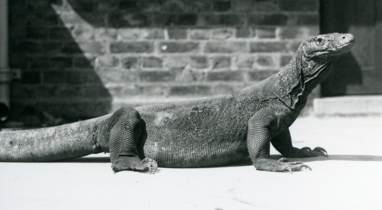 En komododrake på London Zoo i augusti 1928 (s/v foto) av Frederick William Bond