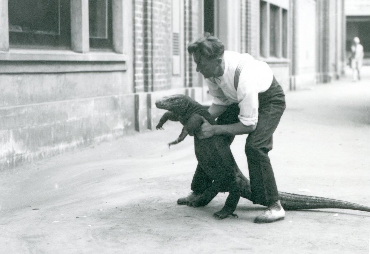 En Komodo Dragon holdes op på bagbenene af en målmand i London Zoo i august 1928 (s/h foto) av Frederick William Bond