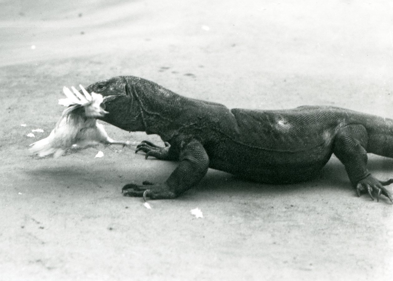 En Komodo-drake som äter en kyckling, London Zoo av Frederick William Bond
