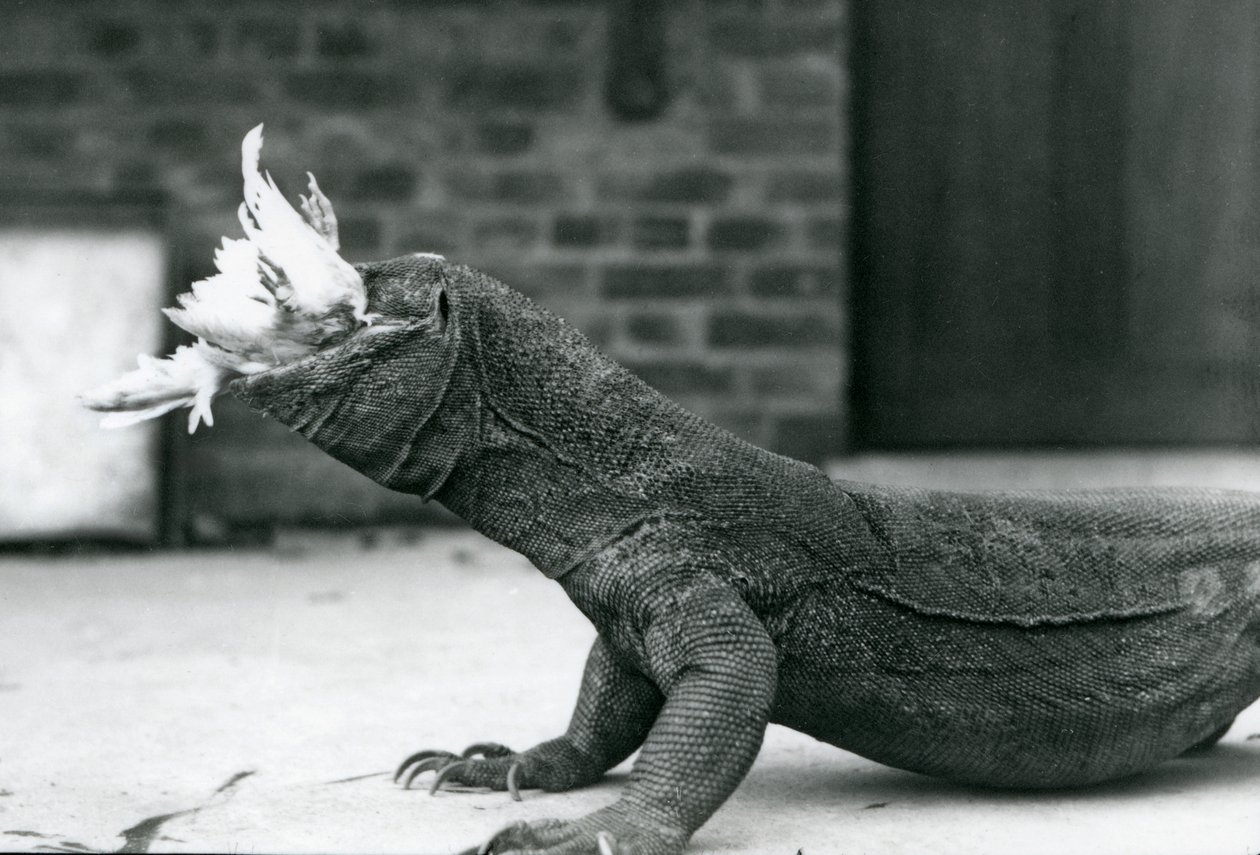 En komododrake som äter en kyckling på London Zoo augusti 1928 (s/v foto) av Frederick William Bond