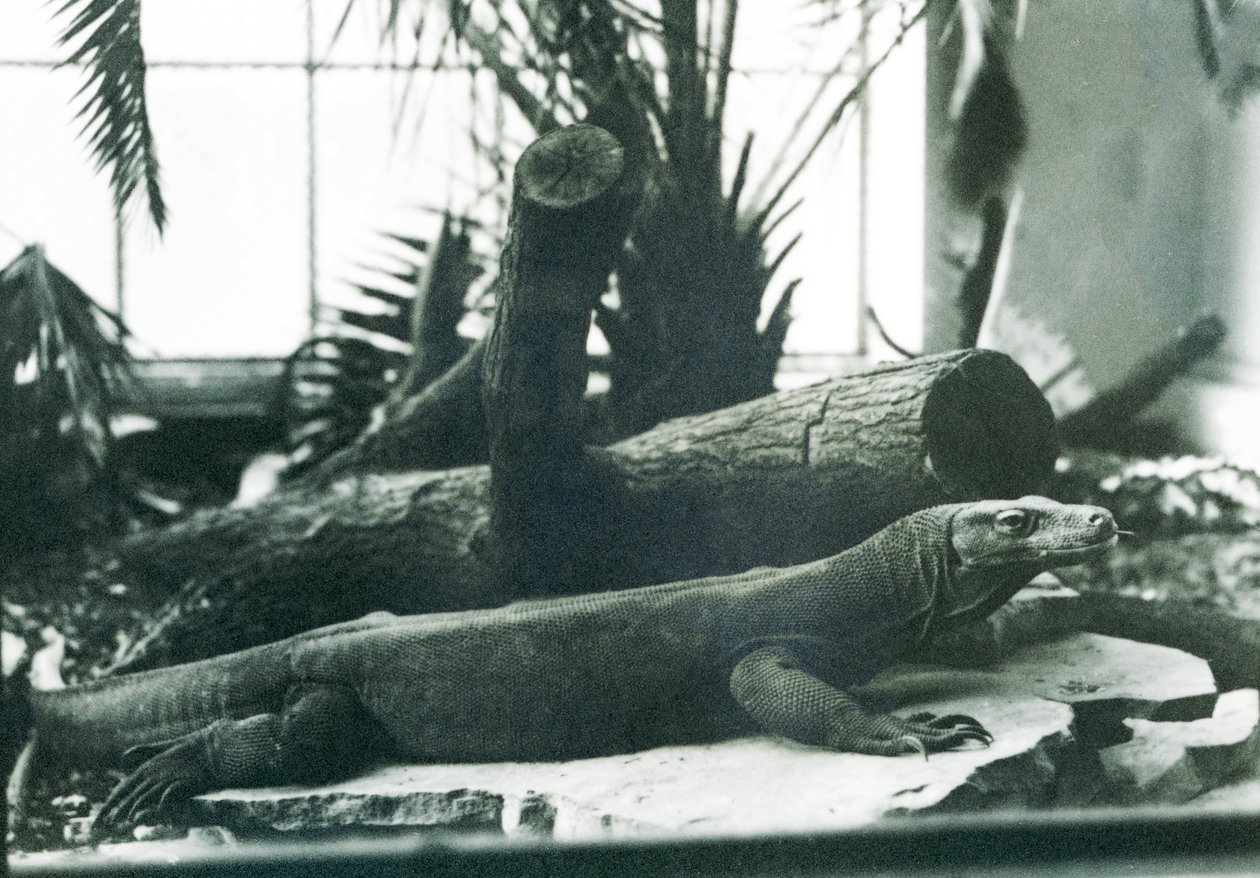En komododrake i reptilhuset på London Zoo i augusti 1928 (s/v foto) av Frederick William Bond