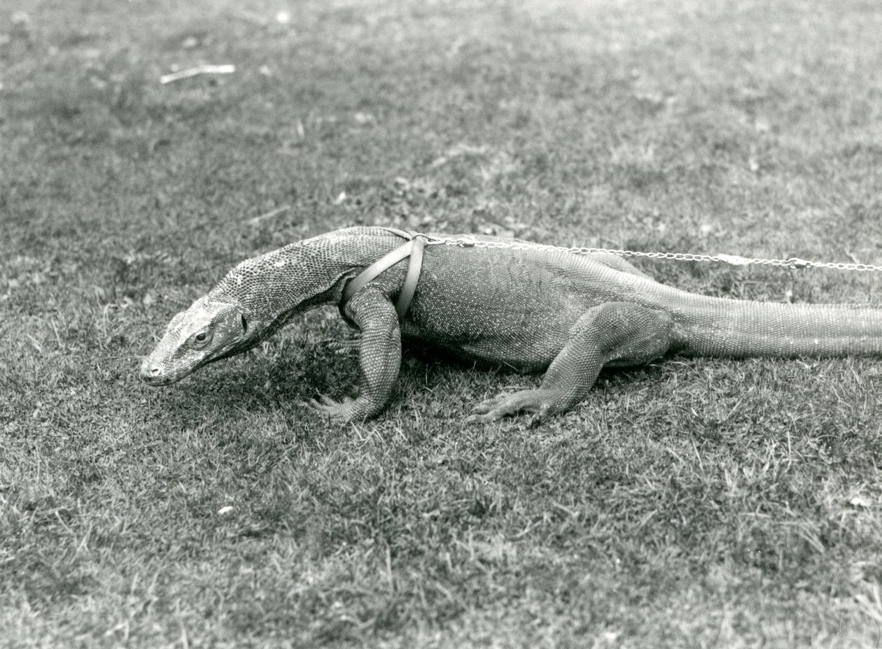 En komododrake ute på promenad på en gräsmatta, iklädd sele och koppel (s/v foto) av Frederick William Bond